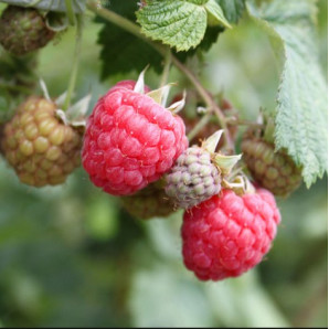 Саджанці малини сорт Октавія Саджанці малини сорт Октавія