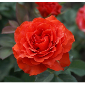 Саджанці троянд сорт Ель Торо Саджанці троянд сорт Ель Торо