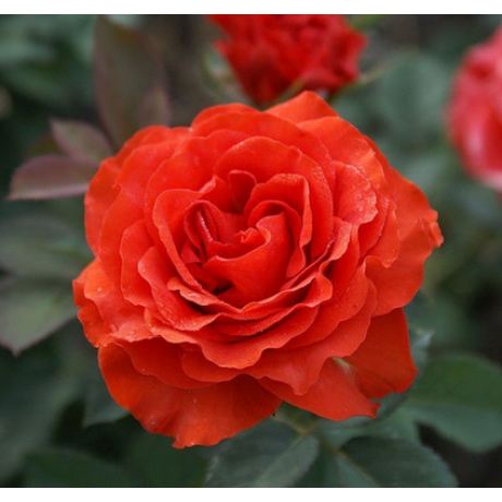 Саженцы роз сорт Ель Торо