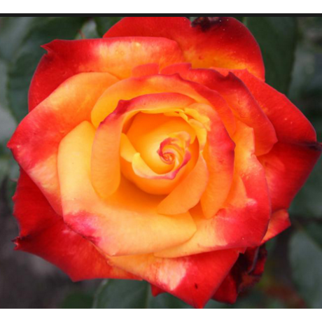 Саженцы роз сорт Мейн Мюнхен