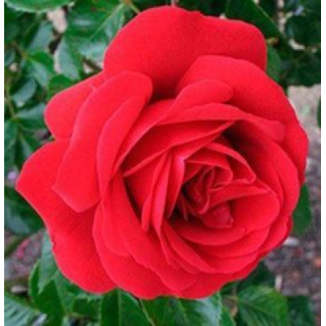 Саженцы роз сорт Симпати