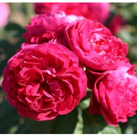 Саженцы роз сорт Мусимара