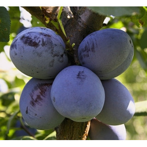 Саджанці сливи сорт Чачанська Найболя Саджанці сливи сорт Чачанська Найболя