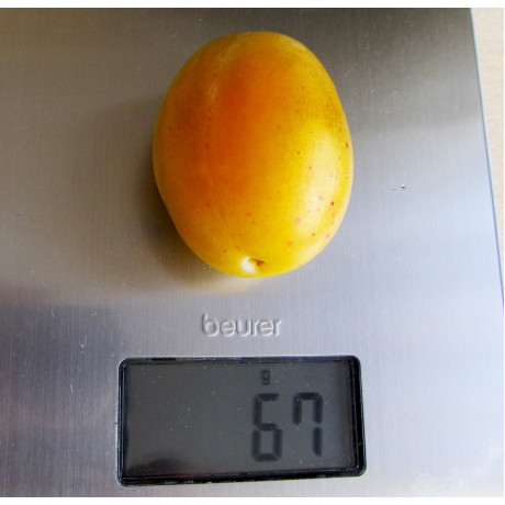 Саджанці сливи сорт Бурштинова Мліївська, підщепа алича Саджанці сливи сорт Бурштинова Мліївська, підщепа алича