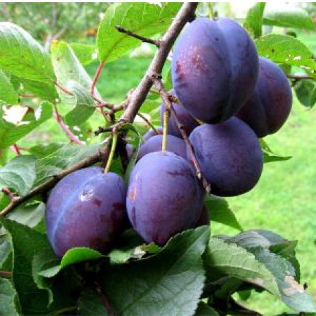 Саджанці сливи ранньої сорт Ненька, підщепа алича Саджанці сливи ранньої сорт Ненька, підщепа алича