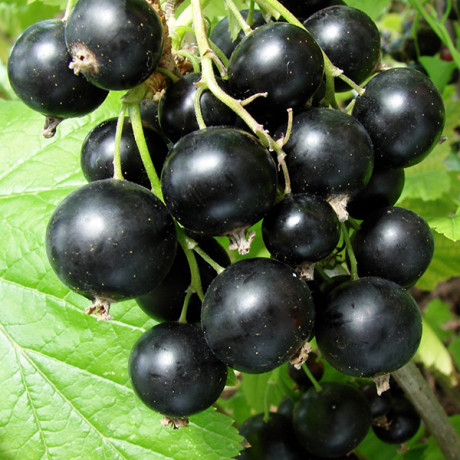 Смородина сорт Вернісаж 2 річна, конт. 7 л Смородина сорт Вернісаж 2 річна, конт. 7 л