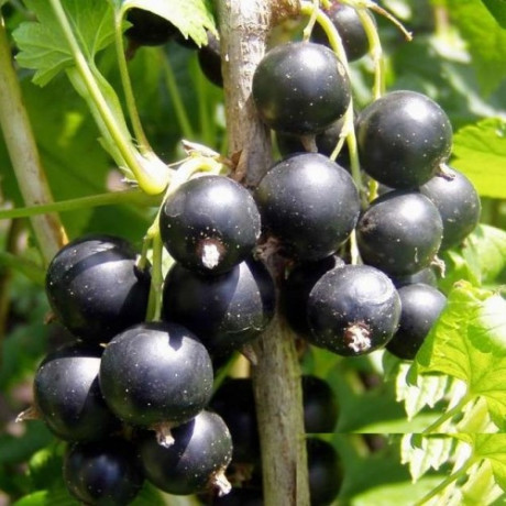 Смородина сорт Софіївська, напівупакована Смородина сорт Софіївська, напівупакована