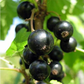 Смородина Тибен 2 летняя