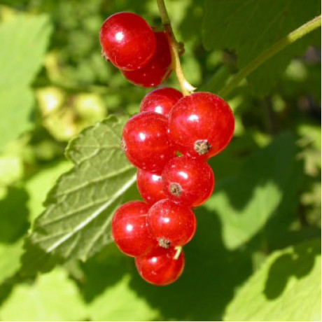 Смородина Аугустус, 1 річна, напівупакована