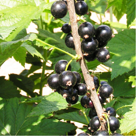 Смородина Бен Ґарен, 1 річна Смородина Бен Ґарен, 1 річна