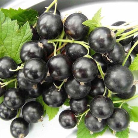 Смородина Бен Конан 1 річна Смородина Бен Конан 1 річна