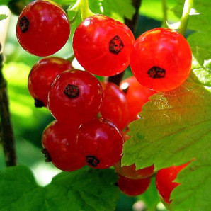 Смородина сорт Джунифер 1 летняя, полуупакованная