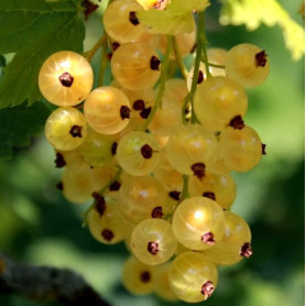 Смородина Императорская Желтая, 1 летняя, полуупакованная