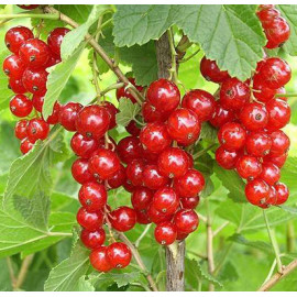 Смородина Роднеус 1 летняя, полуупакованная