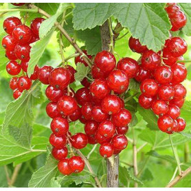 Смородина Роднеус 1 летняя, полуупакованная