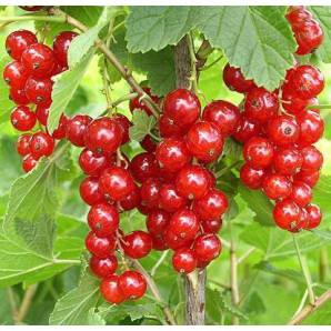 Смородина Роднеус 1 летняя, полуупакованная