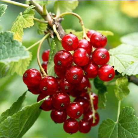 Смородина Улюблена Смородина Улюблена