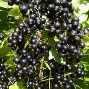 Смородина сорт Титания 2 летняя, ОКС