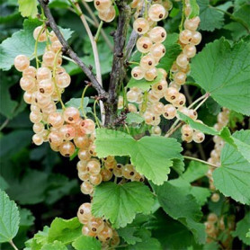 Смородина Уайт Холландер 1 летняя, полуупакованая