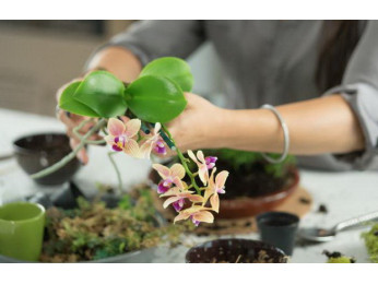 Вирощування орхідей у торфі та субстраті