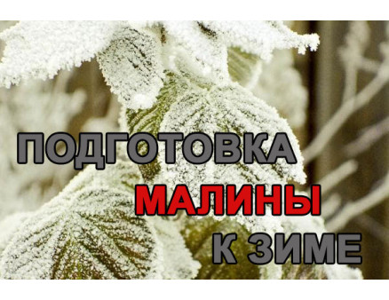 Как подготовить малину к зиме