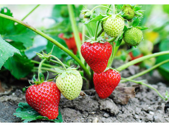 Болезни и вредители клубники. Как собрать большой урожай клубники?