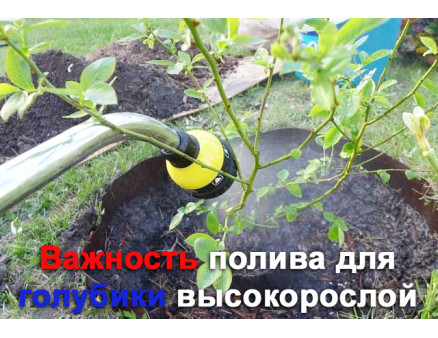Важность полива для голубики высокорослой