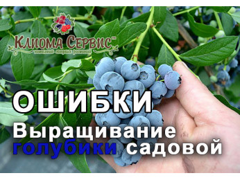 Выращивание голубики высокорослой: распространенные ошибки садоводов