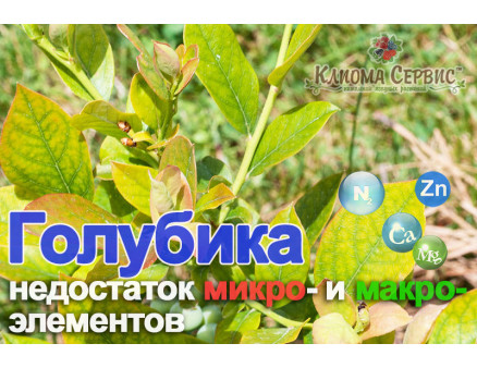 Голубика: недостаток микро- и макроэлементов Голубика: недостаток микро- и макроэлементов