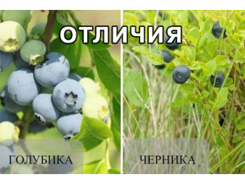 Голубика и черника: в чем разница, основные отличия, что полезнее