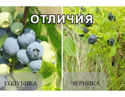 Голубика и черника: в чем разница, основные отличия, что полезнее Голубика и черника: в чем разница, основные отличия, что полезнее