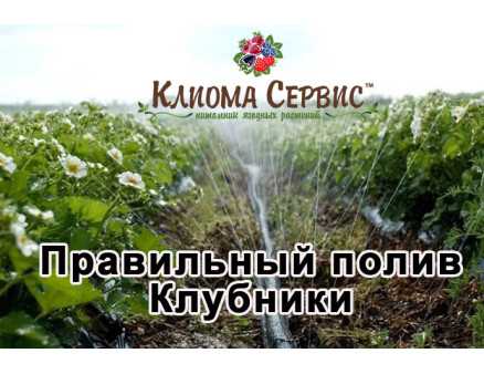 Полив клубники: рекомендации на весь сезон, во время цветения, плодоношения