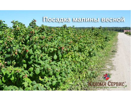 Малина весной. Посадка малины весной, сроки посадки, уход, обрезка