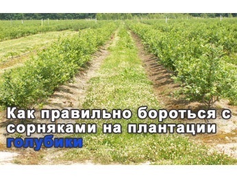 Как правильно бороться с сорняками на голубике