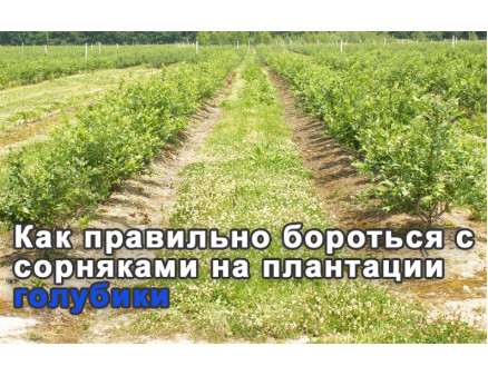 Как правильно бороться с сорняками на голубике Как правильно бороться с сорняками на голубике