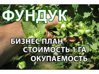 Бизнес на выращивании фундука: расчет стоимости посадки фундука на 1 Га