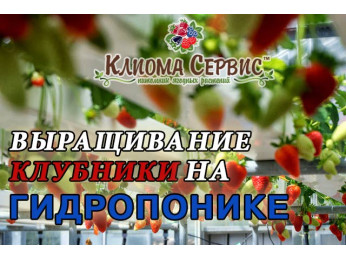 Клубника на гидропонике. Выращивание клубники методом гидропоники