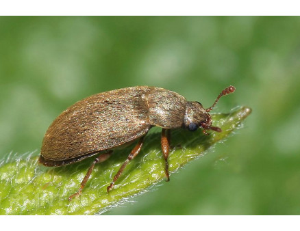 Малинный жук: как избавиться от незваного гостя?