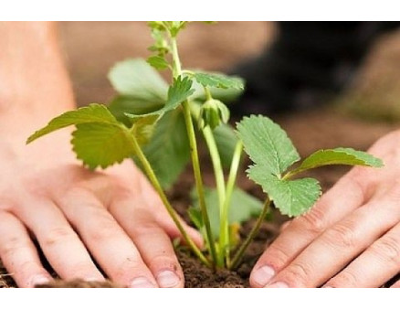 Как правильно посадить клубнику фриго: особенности ухода после посадки