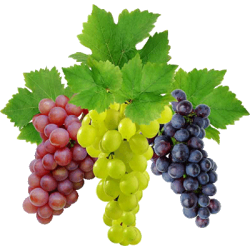 Саджанці винограду