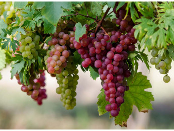 Виноград. Посадка, уход и обрезка винограда дома