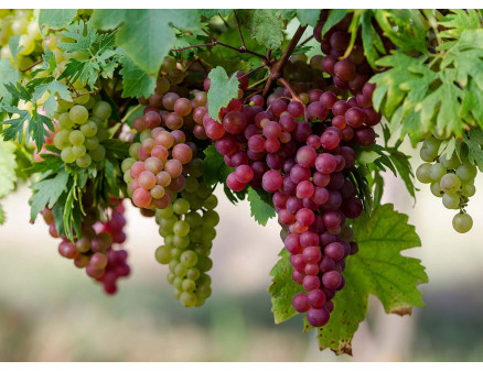 Виноград. Посадка, уход и обрезка винограда дома