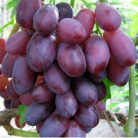 Виноград сорт Дунав, полуупакованный