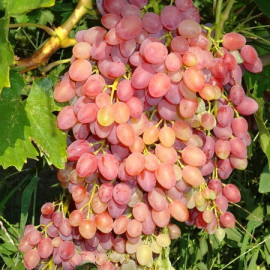 Виноград сорт Кишмиш Лучистый, полуупакованный