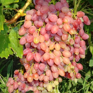Виноград сорт Кишмиш Лучистый, полуупакованный Виноград сорт Кишмиш Лучистый, полуупакованный