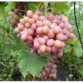 Виноград сорт Ливия, полуупакованный