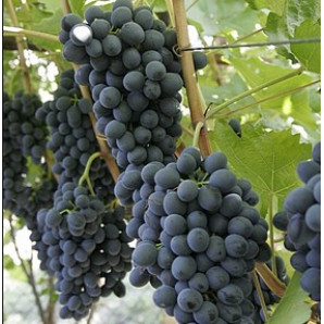 Виноград сорт Молдова