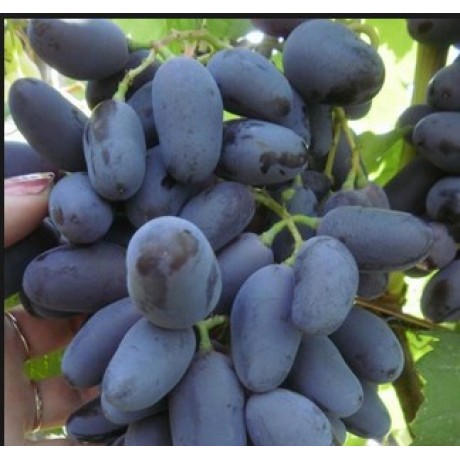 Виноград сорт Памяти Негруля