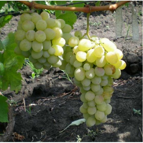 Виноград сорт Карабурну Виноград сорт Карабурну