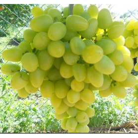 Виноград сорт Аркадия, полуупакованный Виноград сорт Аркадия, полуупакованный